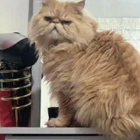 گربه نژاد پرشین نسکافه ای