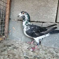 4 عدد پلاکی|پرنده|شیراز, سلطان آباد|دیوار