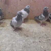 کفتر سوراخی پریده مخ|پرنده|کرمان, |دیوار