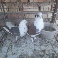 دو جفت کبوتر|پرنده|سیرجان, |دیوار