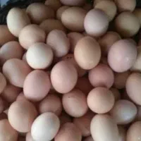 تخم مرغ محلی