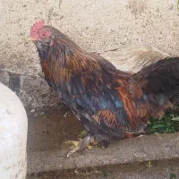 مرغ مینیاتوری