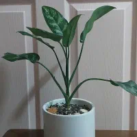 گل طبیعی آگلنوما بلک به همراه گلدان سرامیکی|گل و گیاه طبیعی|رشت, حمیدیان|دیوار