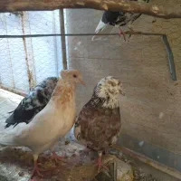 کبوتر سرور|پرنده|یزد, |دیوار