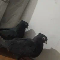 زاغ ابادانی|پرنده|گنبد کاووس, |دیوار