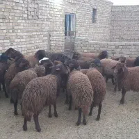 فروش بره نر پرواری افشار