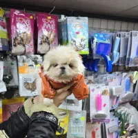 پیکینیز امپریال اصیل