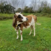 گاو ورزا چالوسی عروسک