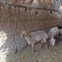 بره شیرازی اصل|حیوانات مزرعه|نرماشیر, |دیوار