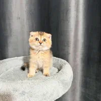 بچه گربه های اسکاتیش و بریتیش|گربه|شیراز, عفیف‌آباد|دیوار