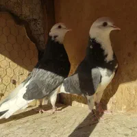 کفتر پرشی و نقش|پرنده|ساوه, |دیوار