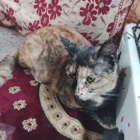 نژادکاایکو