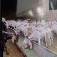 گوسفند زنده|حیوانات مزرعه|کرمان, |دیوار