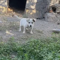 واگذاری طوله پا کوتا