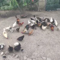 تعداد۵عدد خروس  بفروش میرسد