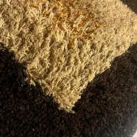 فرش شش متری|فرش|مشهد, شهرک رازی (شهرک غرب)|دیوار