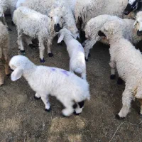 میش بره و میش آبستن|حیوانات مزرعه|نرماشیر, |دیوار