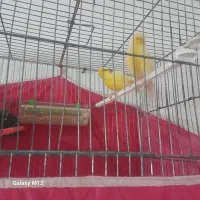 پرنده قناری