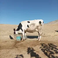 گاو آبستن و یک عدد گوساله ماده|حیوانات مزرعه|سیروان, |دیوار