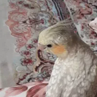 عروس هلندی گمشده