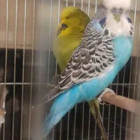 مرغ عشق انگلیسی