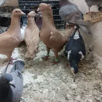 جفت زرد کاکلی فوق‌العاده درشت