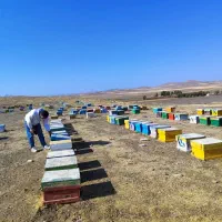 عسل طبیعی بهاری