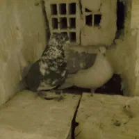 یک جفت کبوتر پرشی|پرنده|اردکان, |دیوار