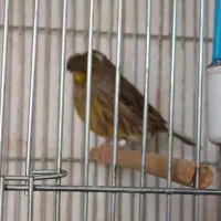 قناری گلستر اورجینال اورجینال نروماده|پرنده|بروجرد, |دیوار