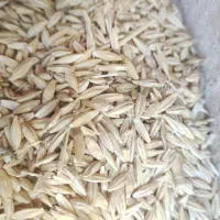 بذر کشاورزی|عمدهفروشی|کبودرآهنگ, |دیوار