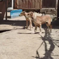 توله خراسانی