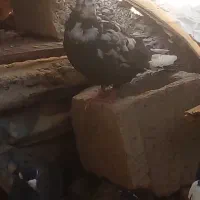 کفتر|پرنده|مسجد سلیمان, |دیوار