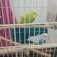 مرغ عشق
