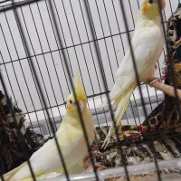 عروس هلندی|پرنده|کارون, |دیوار