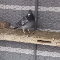 پلاکی عربستان