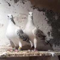 جفت پولک شامی کرمونی|پرنده|تربت‌حیدریه, باغ سلطانی|دیوار