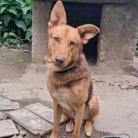 واگذاری ژرمن ورک لاین