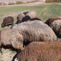 قوچ هترو|حیوانات مزرعه|کیار, |دیوار