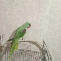 جوجه شاه طوطی|پرنده|هشتگرد, گلسار|دیوار