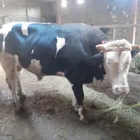 گوساله نر