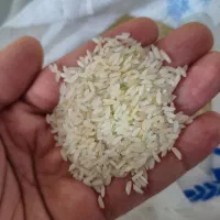 برنج عنبر بو و لاشه هاشمی 1500|خوردنی و آشامیدنی|محمدشهر, محمدشهر|دیوار