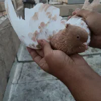 کبوتر کفتر جفتی|پرنده|اقبالیه, |دیوار