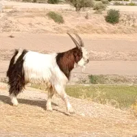 کهره نر یک ساله برا پازنی