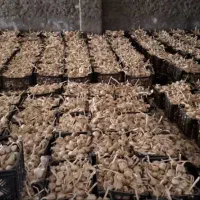 سیر خشک همدان