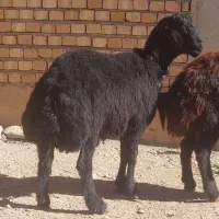 بره قوچ سمینتال