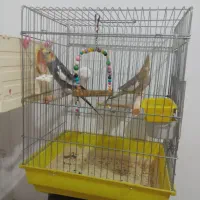 جفت عروس هلندی دستباز و سخنگو