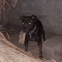 سگ نر پیت بول
