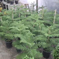 خرید برگ پاییزی انواع درختان|خدمات باغبانی و درختکاری|ملک‌آباد, |دیوار