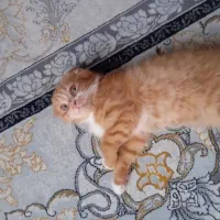 اسکاتیش بریتیش های فوق‌العاده زیبا