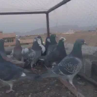 همه جوون به شرط پرش،یه بوم